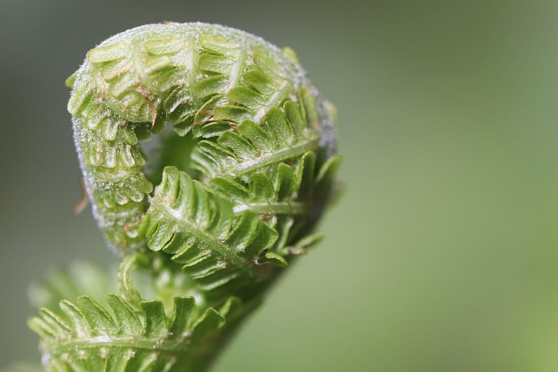 Dragon Gardening Tips
