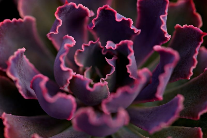 Dragon's Breath Orchid